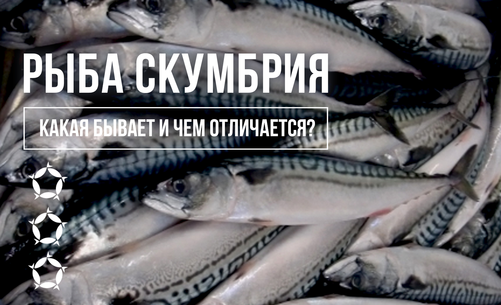 Скумбрия: какая бывает и чем отличается?
