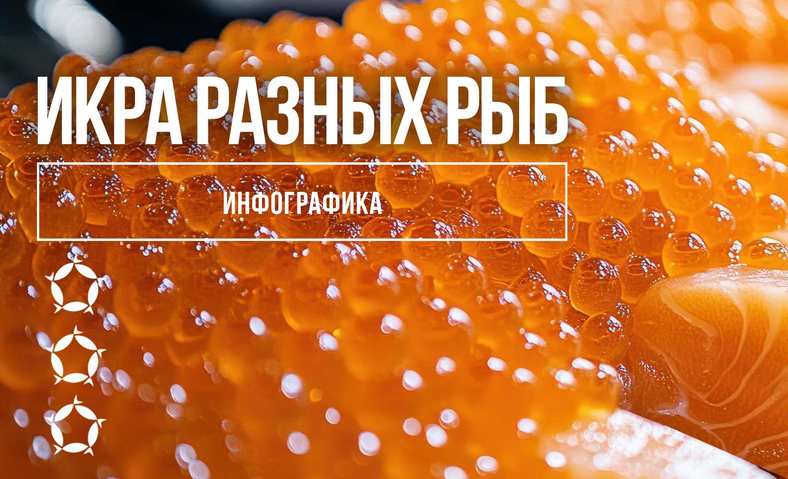 Инфографика: Отличия икры разных рыб