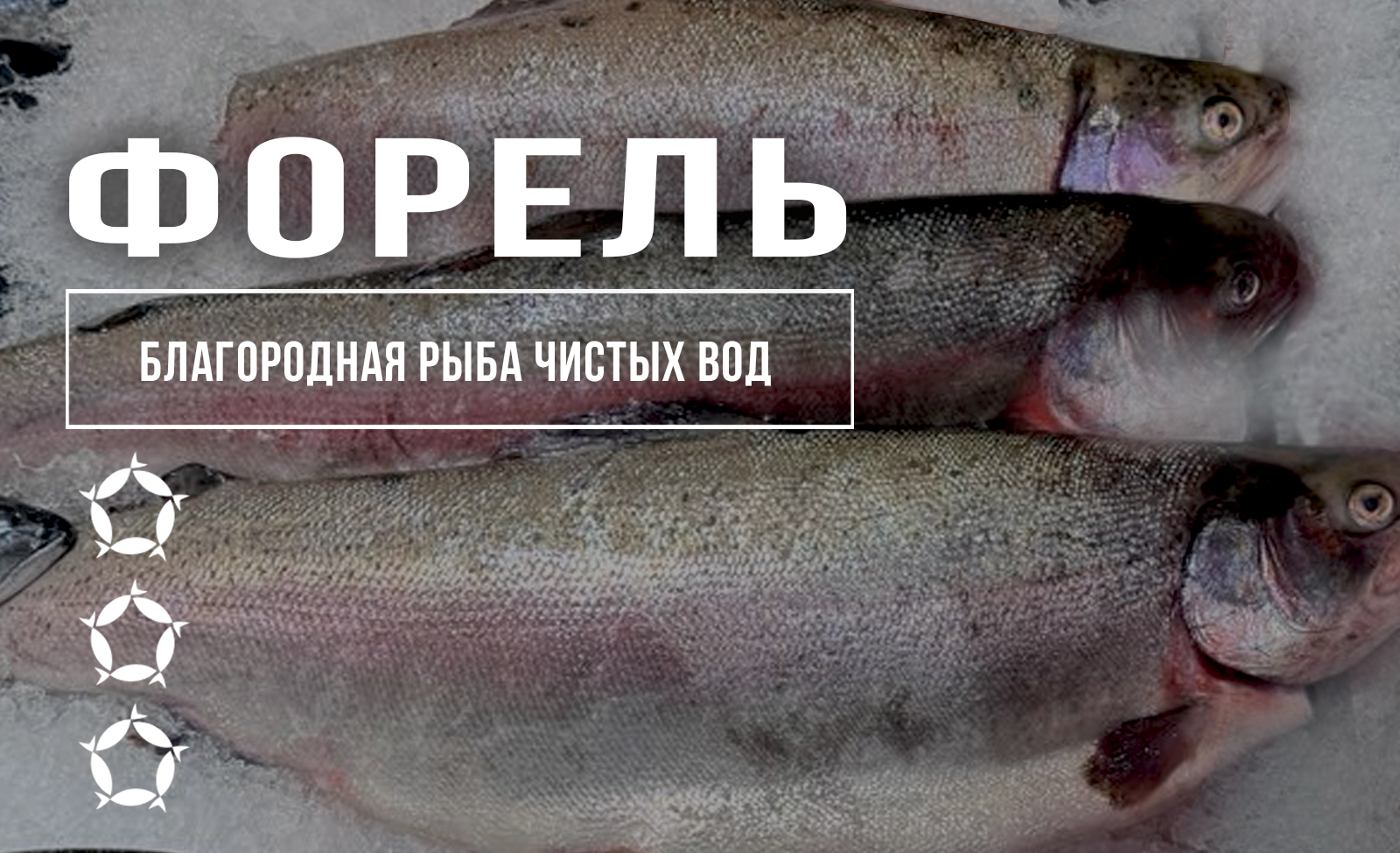 Форель: благородная рыба чистых вод