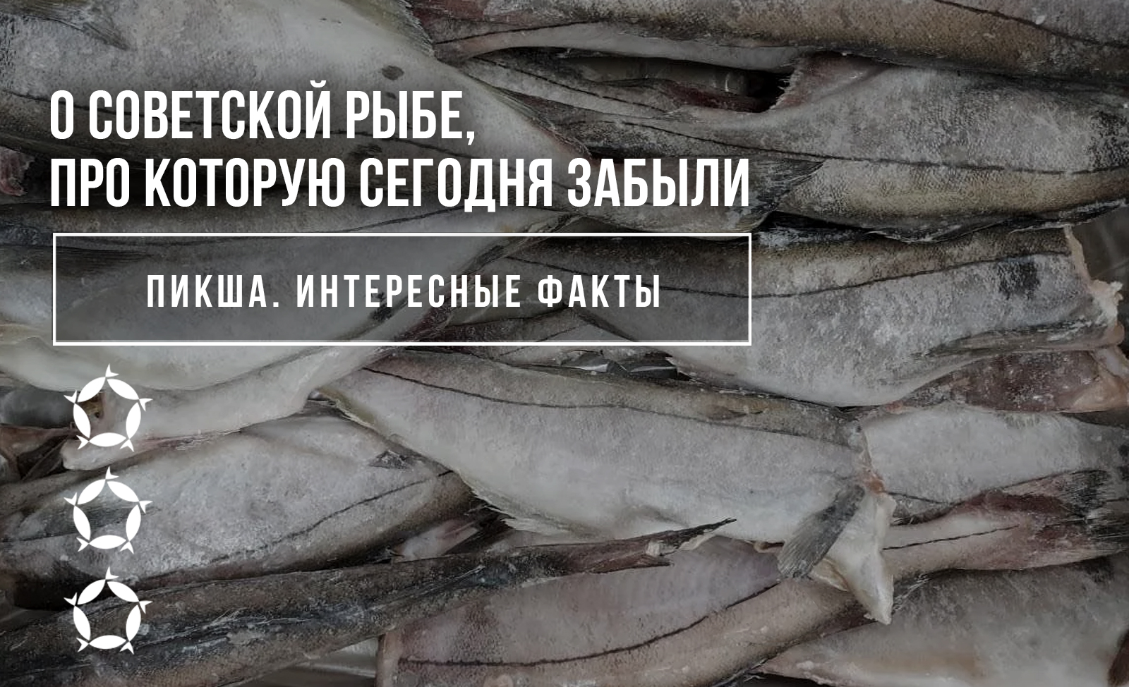 Пикша. Интересные факты о советской рыбе, про которую сегодня забыли